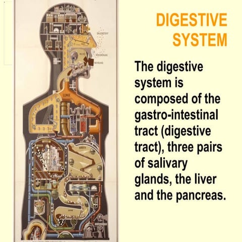  digestive system-1
