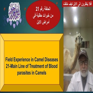 21- Main Lines of Treatment of Blood Parasites in Camels Prof Dr Hamed Attia.pdf