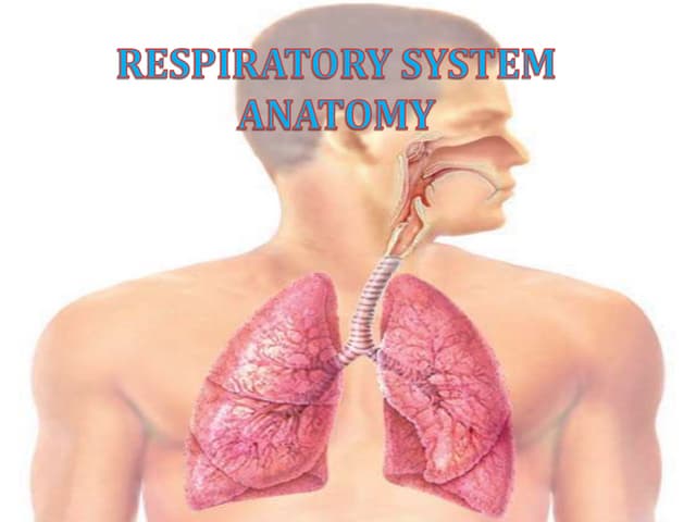 anatomy of respiratory students  211-02.pdf