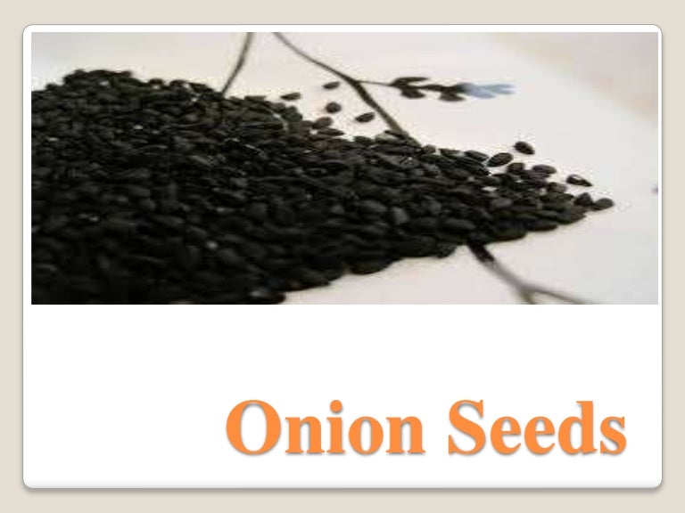 Onion Seeds