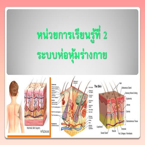 หน่วยการเรียนรู้ที่ 2 ระบบห่อหุ้มร่ากาย 2