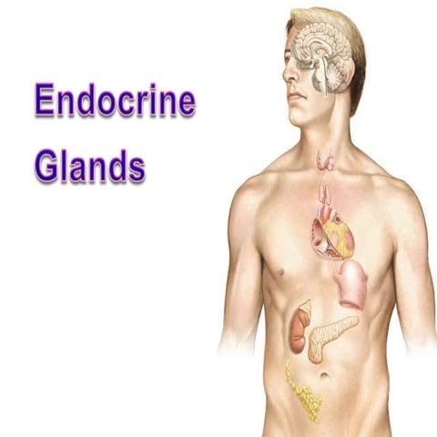 Histology of endocrine glands 