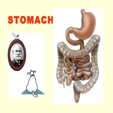 digestive system-2