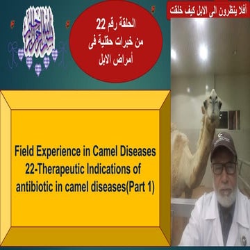 22-Therapeutic Indications of antibiotic in camel diseases. Prof Dr Hamed Att...