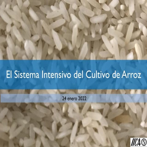 2201 - El Sistema Intensivo del Cultivo de Arroz
