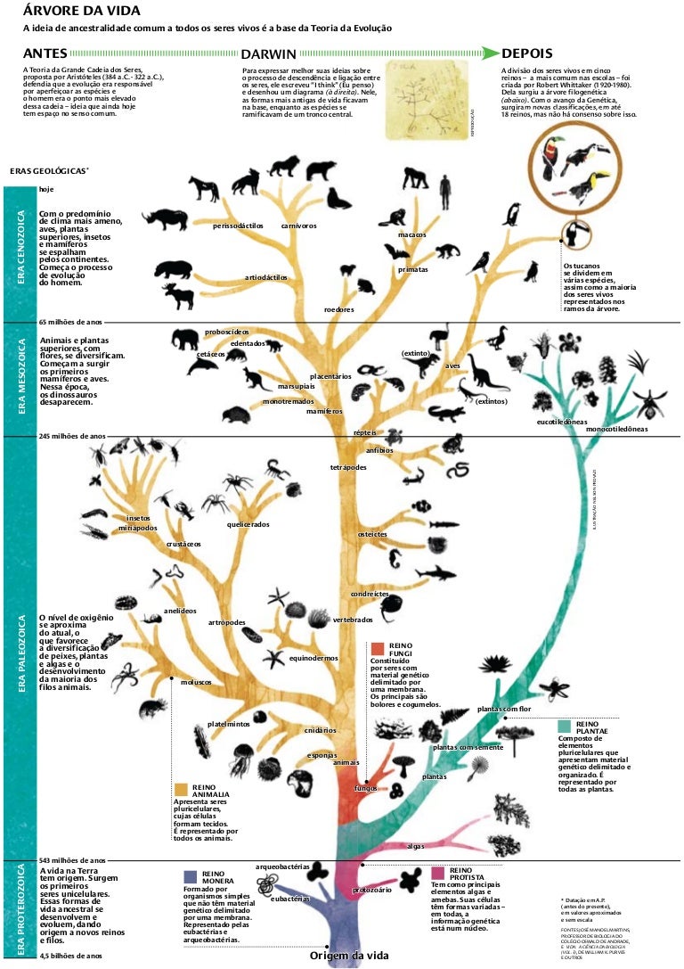 Arvore Do Diagrama Da Evolucao Humana Circle Of Life – National