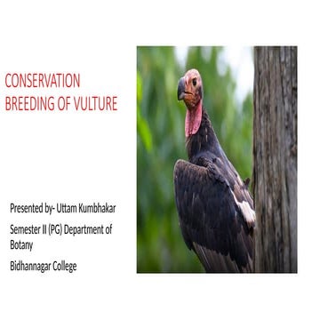 Conservation breeding of vulture , breeding center,cause of decline ...