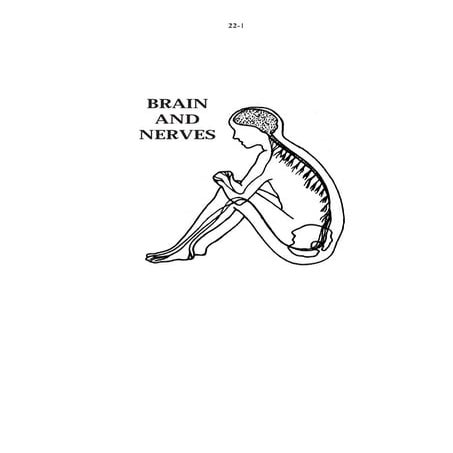 22 brain and nerves