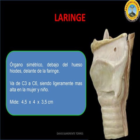Anatomía de la Laringe