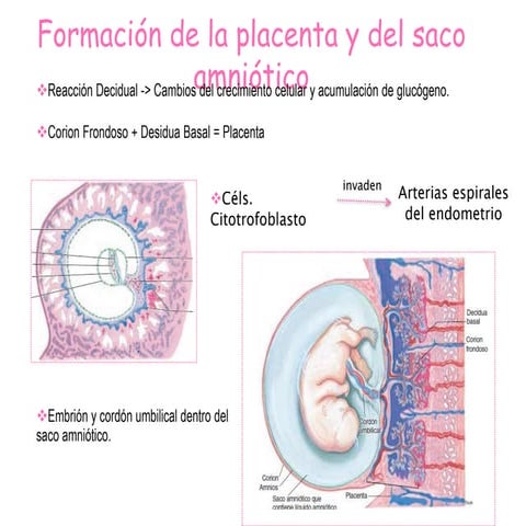 Fisiologia placenta dr zegarra | PPTX