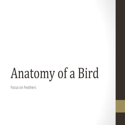 Anatomy of a Bird Review | PPT | Birds | Pets