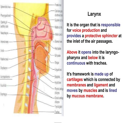 23. larynx.ppt about anatomy of larynx . | PPT