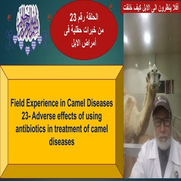 23- Adverse effects of using antibiotics in treatment of camel diseases Prof ...