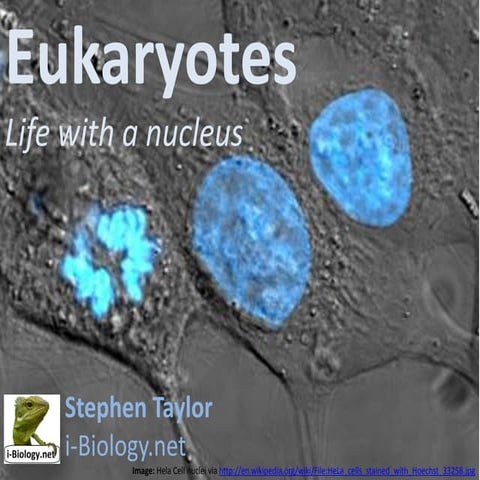 Eukaryotes