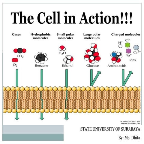 23 powerpoint-metabolisme-1-1279911152-phpapp01