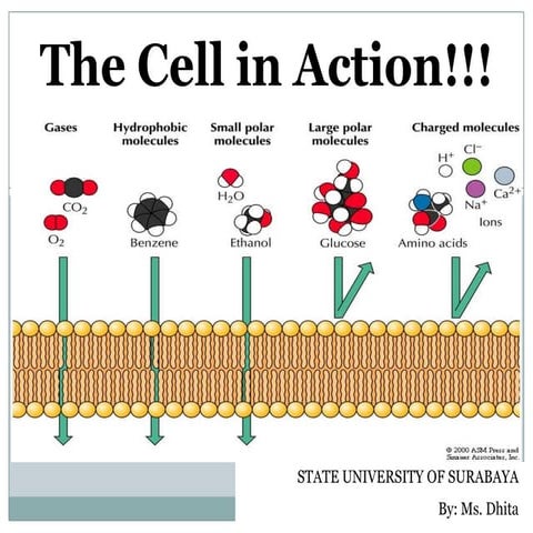Powerpoint  Metabolisme 1