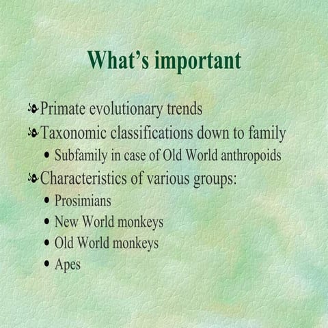 233 what are primates | PPT