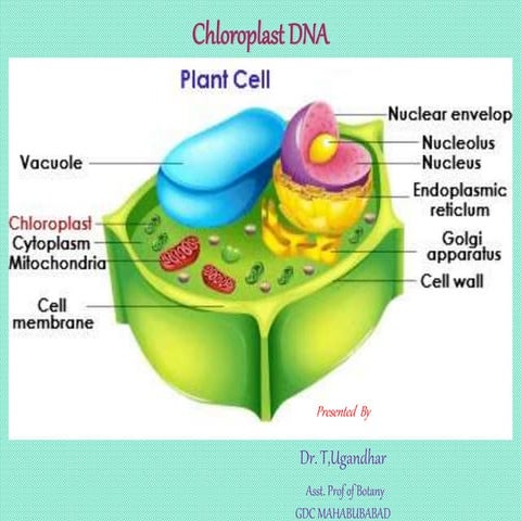 Chloroplat DNA