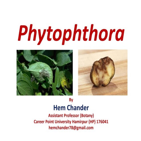 24. Phytophthora.pdf