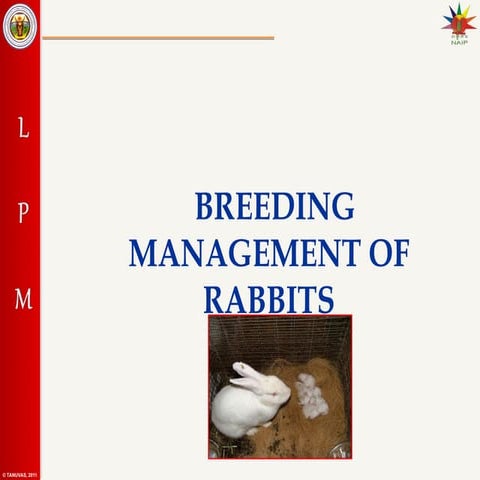 24. Rabbit breeding mangemegvnbfgbnt.ppt