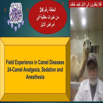 24-Camel Analgesia, Sedation and Anesthesia Prof Hamed Attia.pdf