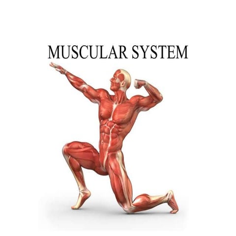 Anatomy and Physiology of Muscular System.ppt