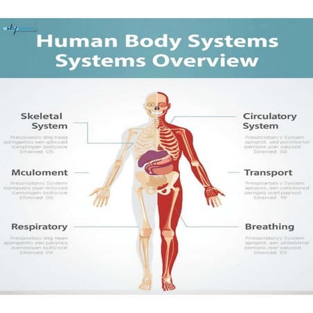 Human Body Systems Overview – Understanding How Our Body Works | PDF