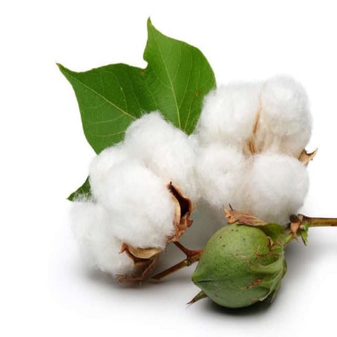 A transgenic approach for controlling Lygus in cotton