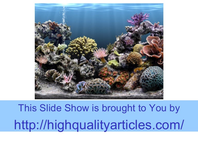 Types Of Aquariums And Tanks How To Know The Difference