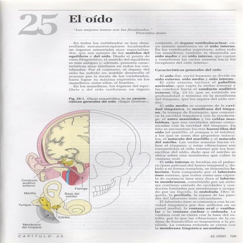 25 el-oido1