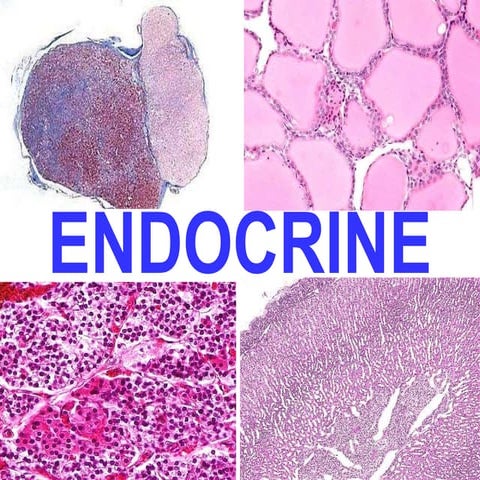 25 endocrine