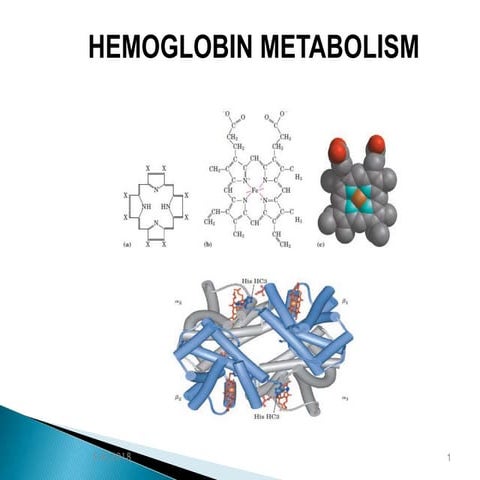 Hemoglobin metabolism