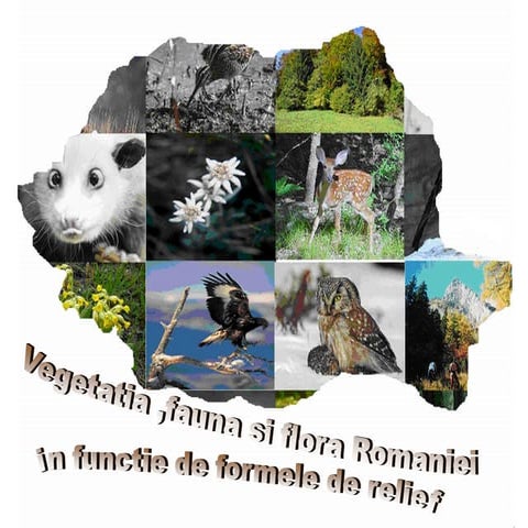 Vegetatie-Si-Fauna in muntii carpatia romania | PDF