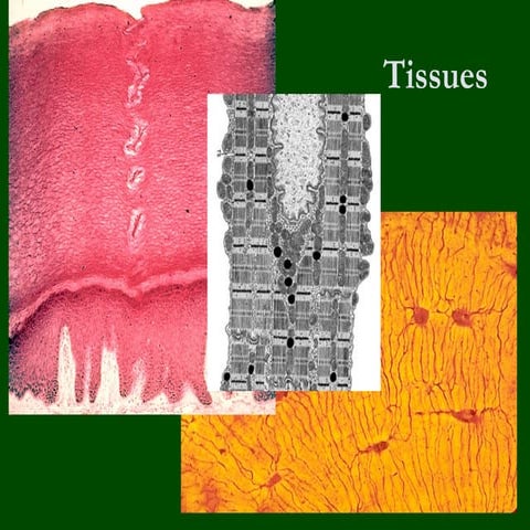 Tissues in medicine section for edcation.pptx