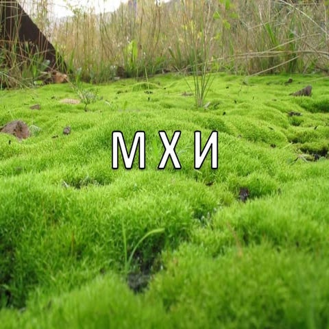 26 мхи | PPT