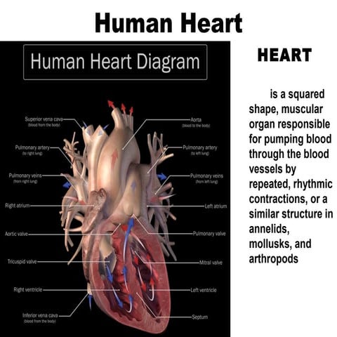 3 internal features of the heart | PPTX