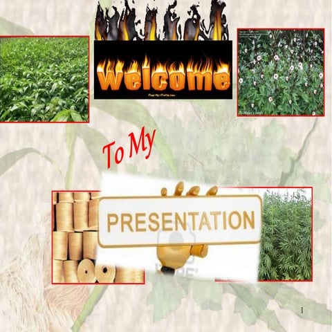 Presentation on jute. Nobab