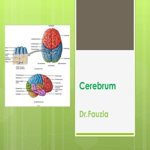 Cerebrum