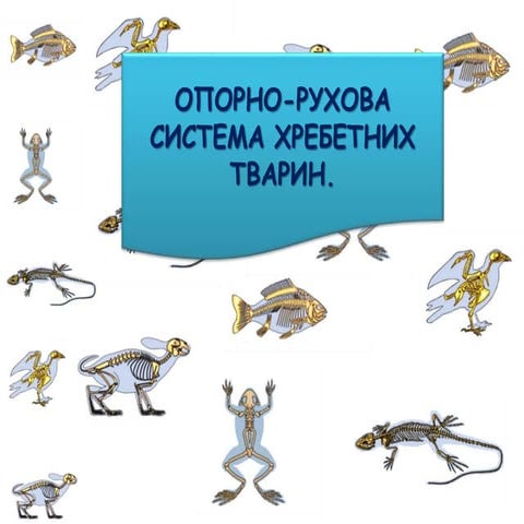 Опорно - рухова система хребетних тварин.