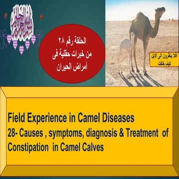 28- Causes , symtoms, diagnosis & Treatment  of Constipation  in Camel Calves...
