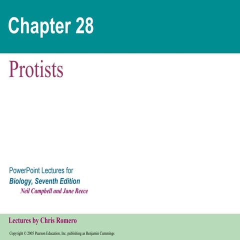 28  protists