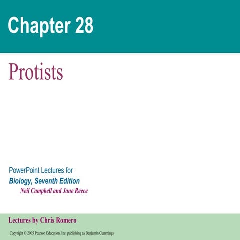 28  protists