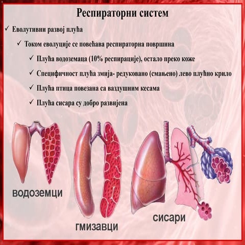 29. Respiratorni sistem. Plucni volumen | PPTX