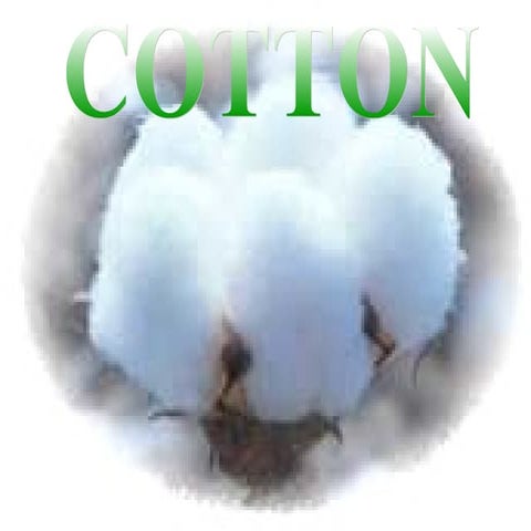 29029075 cotton-what-is-cotton-do-u-know