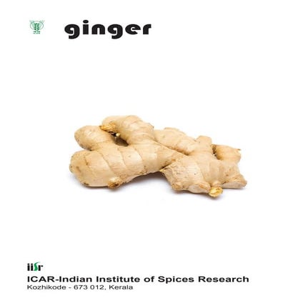 298090508 ginger-pdf