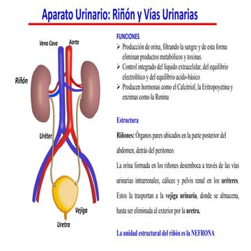 El Riñon. partes generales y especificas | PPTX