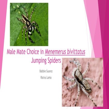 Male Mate Choice in Menemerus bivittatus Jumping Spiders