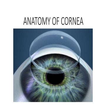 ANATOMY OF CORNEA
