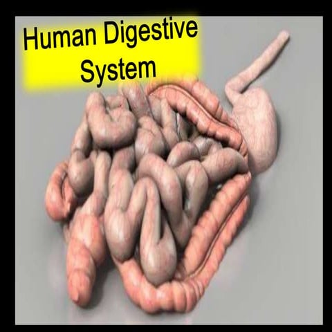 2 animal nutrition -_lesson2_ppt_final (2)