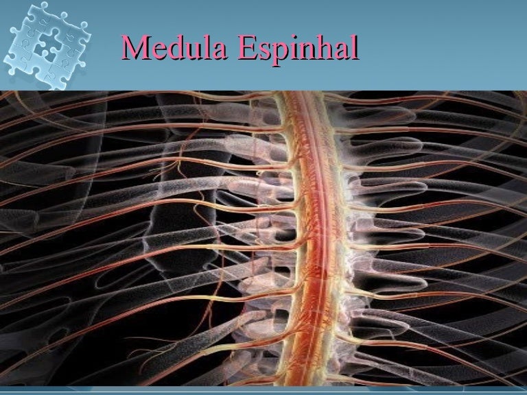 2º aula medula espinhal